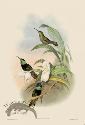 Gould Hummingbird 059